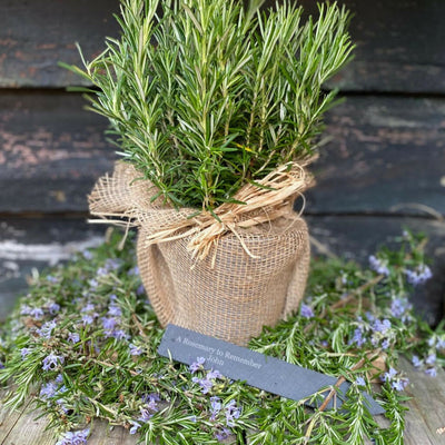 The Rosemary for Remembrance Gift