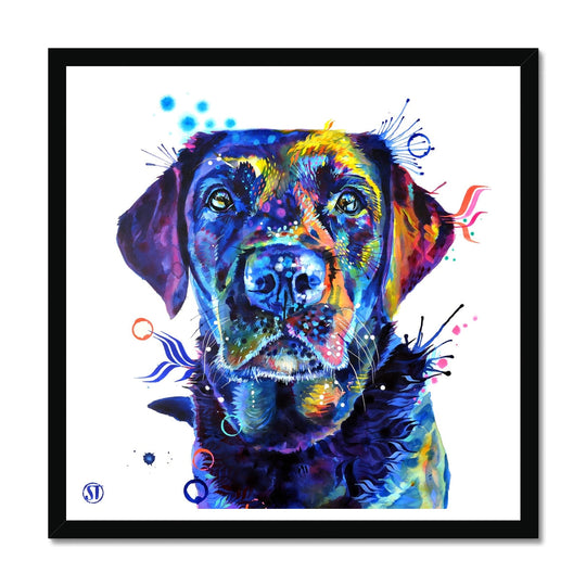 Neli the Black Labrador Framed Print
