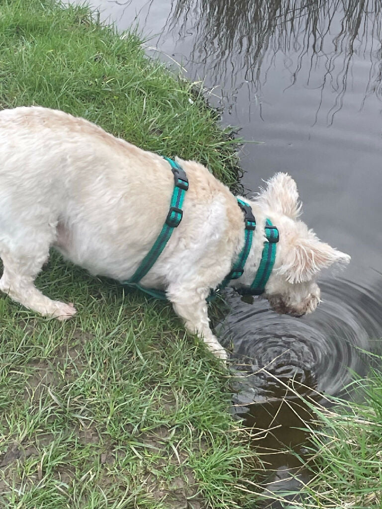 y-shaped-harness-for-westies-reg-and-bob