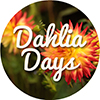 Dahlia Days