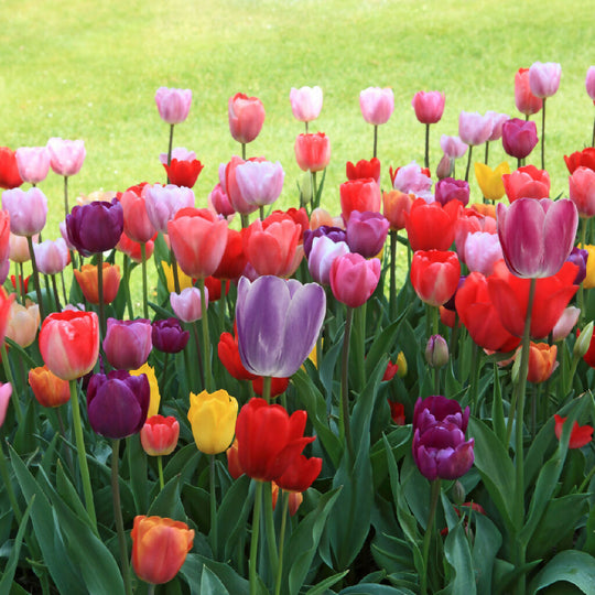 Tulip Bulbs, 'Mixed', Bulb Pack