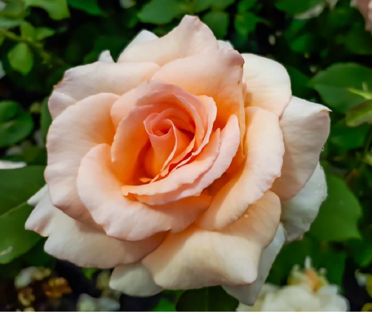 Rose Plant 'Breath of Life' Full Plants in 5 Litre Pots