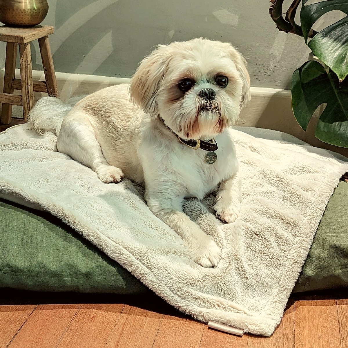 Dog Blanket - Pooch and Paws