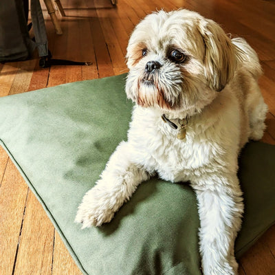 Dog Cushion  small in olive green colour