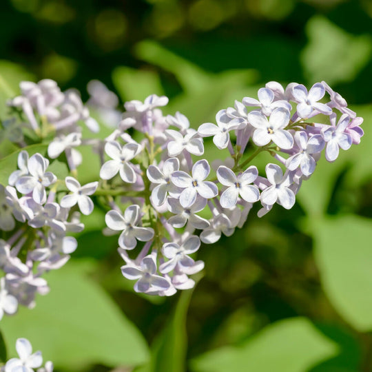 Lilac Trees, Syringa 'Madame Lemoine', Full Plants in 10 Litre Pots