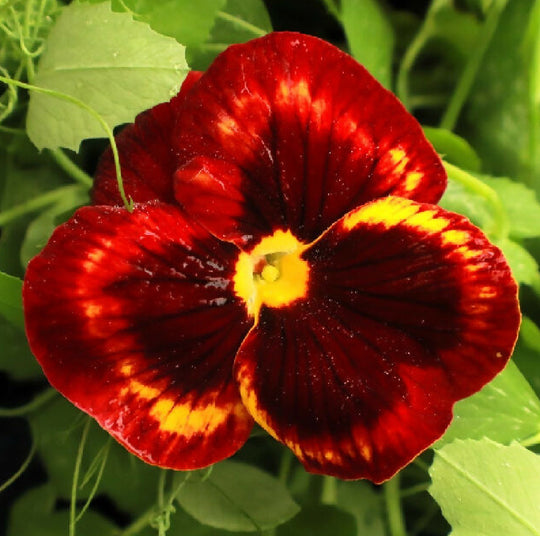 Pansy Plants, 'Autumn Blaze Mix', 20 x Plant Pack