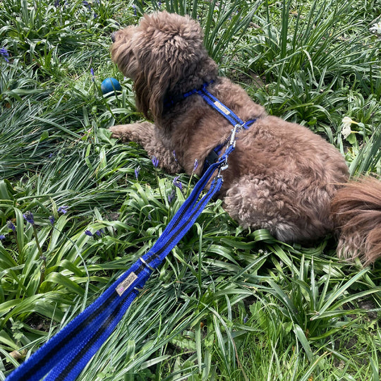 Multi-length Dog Lead In Blue And Black Stripe - 2 sizes