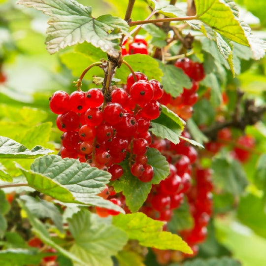 Fruit Plant 'Redcurrant' Full Plants in 2 Litre Pots