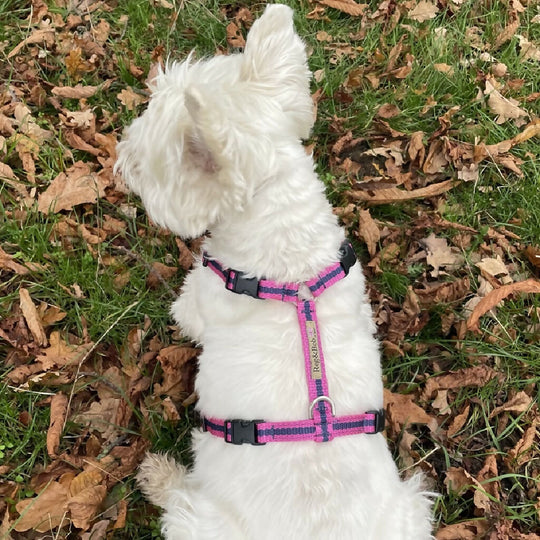 Dog Harness in Pink and Blue Stripe - sizes - SMALL - S/M - M/L