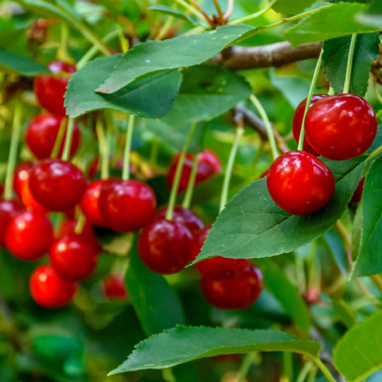 Cherry Trees, 'Morello', Full Plants in 10 Litre Pots