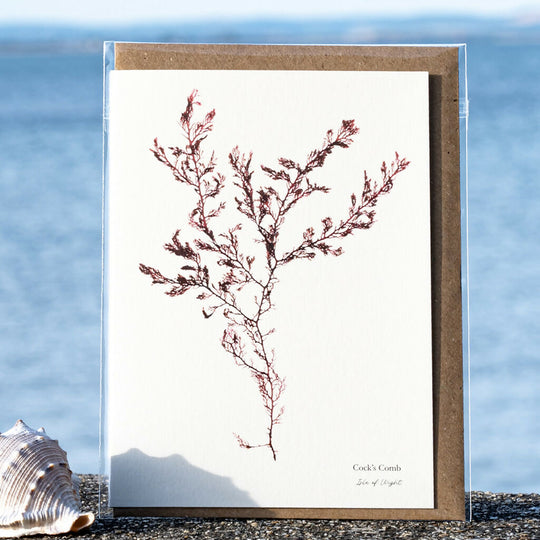 Seaweed Greeting Card - Cock's Comb