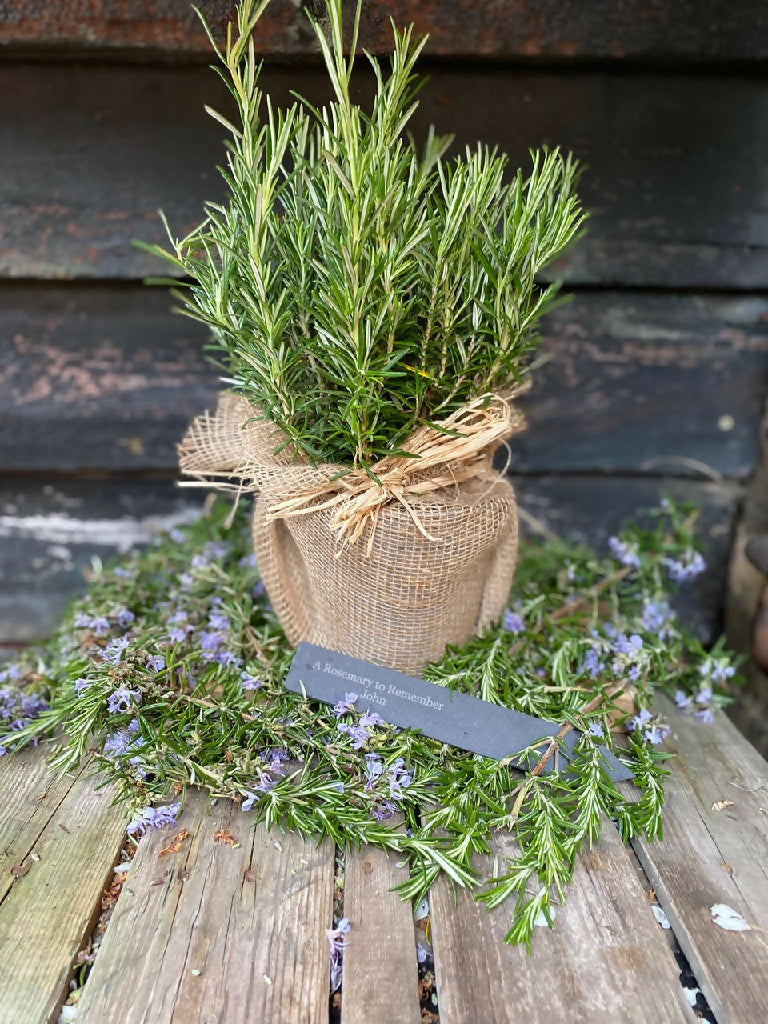 The Rosemary for Remembrance Gift