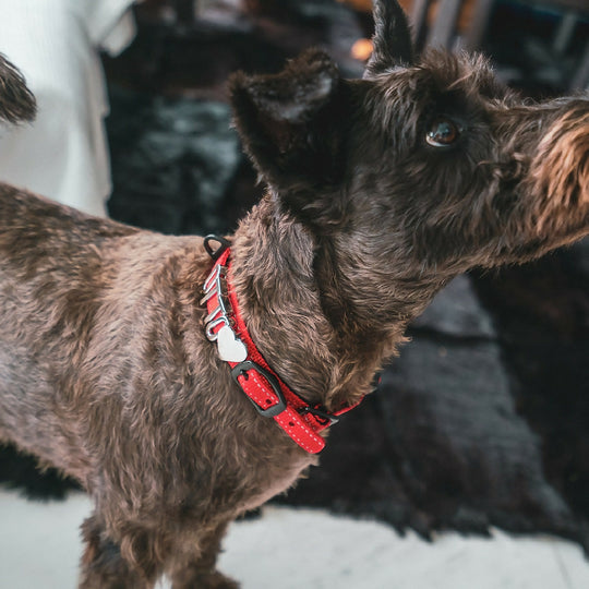 The Explorer Nylon Collar | Customisable Nylon Collar in Black, Pink, Blue, Orange, or Red