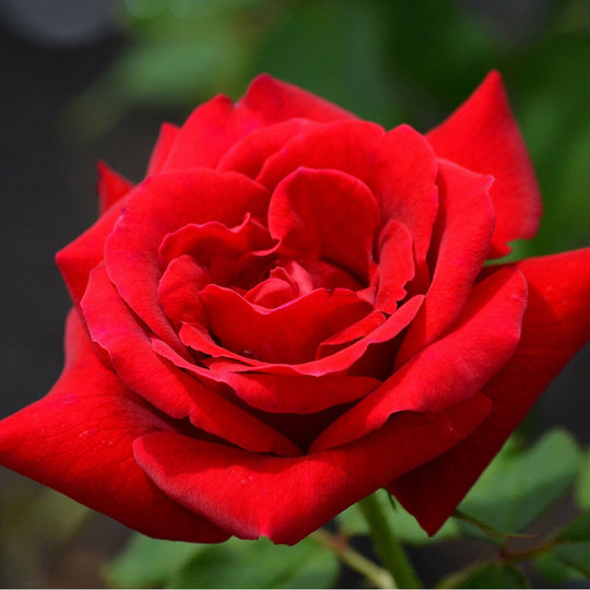 Rose Plant 'National Trust ' Full Plants in 5 Litre Pots