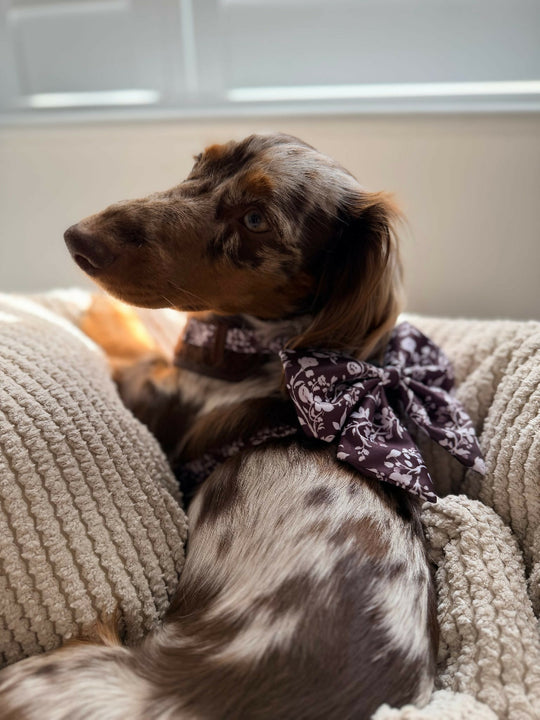 Choco Teddy Floral Sailor Bow