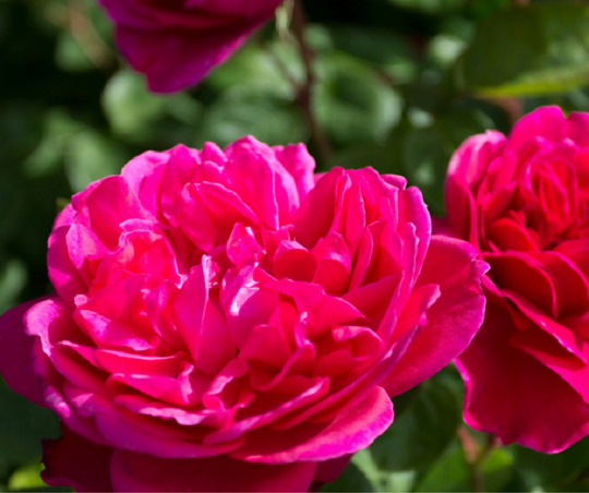 Rose Plant 'Pink Perpetue' Full Plants in 5 Litre Pots