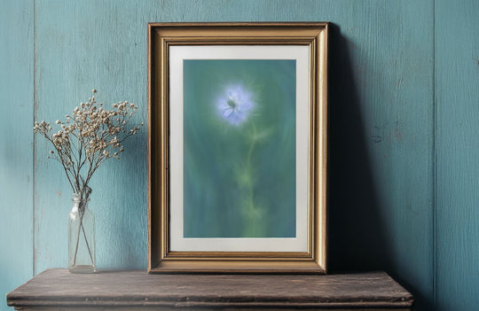 Love-In-A-Mist - Flower Art Print for Home Interiors