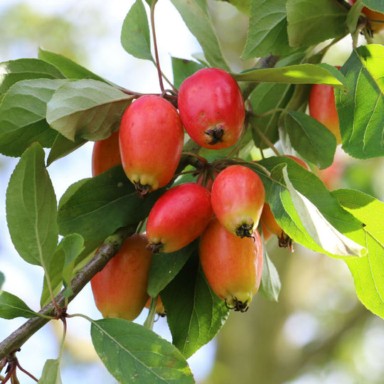 Crab Apple Trees, 'John Downie', Full Plants in 10 Litre Pots