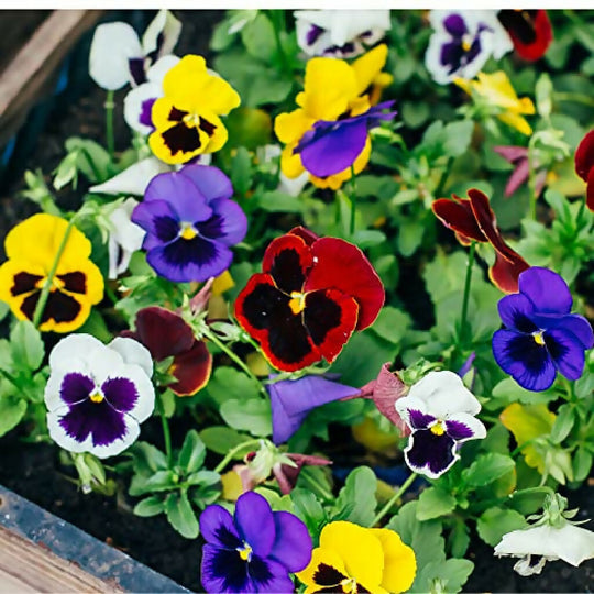 Pansy Plants, 'Celebration Mix', 20 x Plant Pack