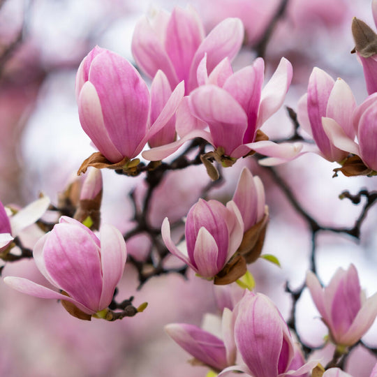 Magnolia Trees, 'Soulangeana', Full Plants in 10 Litre Pots
