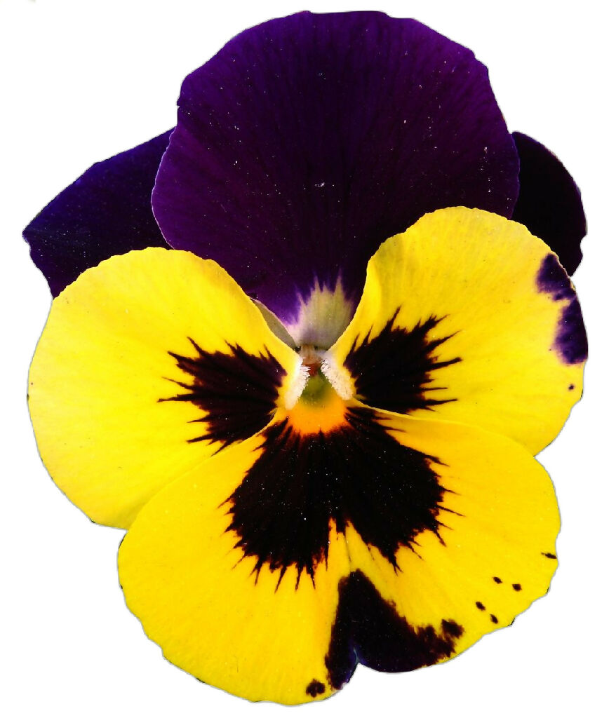 Pansy Plants, 'Yellow with Purple Wing', 20 x Full Plant Pack
