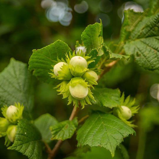 Kentish Cobnut Trees, Full Plants in 10 Litre Pots