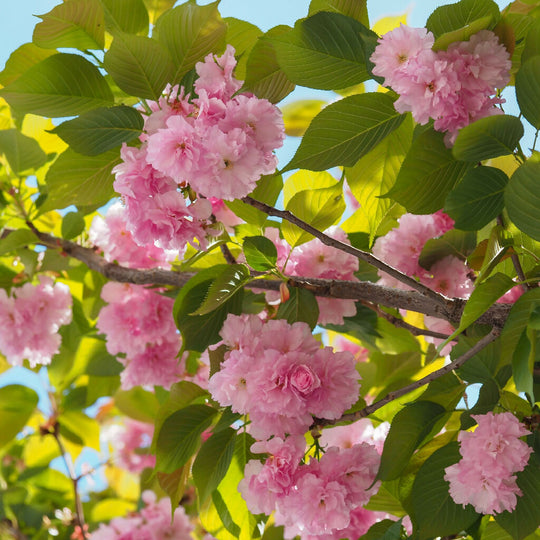 Ornamental Cherry Tree, Japanese 'Kanzan', Full Plants in 10 Litre Pots
