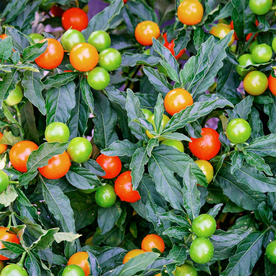 Christmas Cherry, 'Light Berry', Full Solanum Plants in 10.5cm Pots