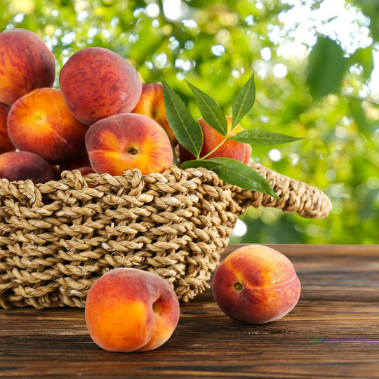 Peach Trees, 'Rochester', Full Plants in 10 Litre Pots