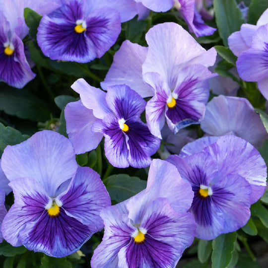 Pansy Plants, 'Lavender Surprise', 20 x Full Plant Pack