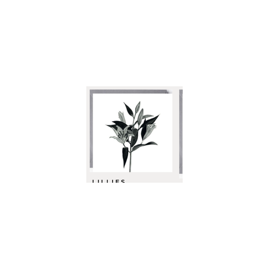 Lillies Greeting Card