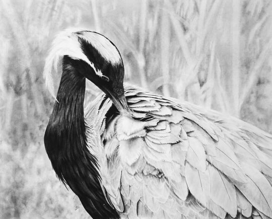 Feather Maintenance, demoiselle crane portrait, giclee art print in black and white