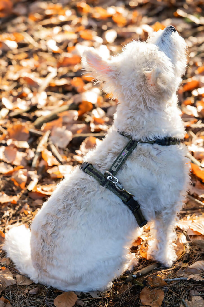 Reg & Bob Dog Harness in Pink and Blue Stripe – Country Living Marketplace