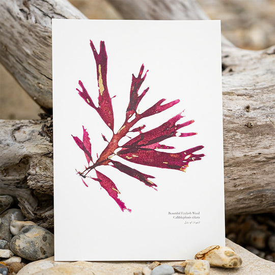 Seaweed Fine Art Print - Beautiful Eyelash Weed