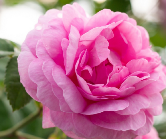 Rose Plant 'Mum in a Million' Full Plants in 3 Litre Pots