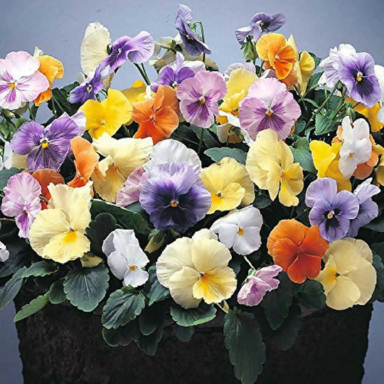 Pansy Plants, 'Water Colours Mix', 20 x Full Plant Pack