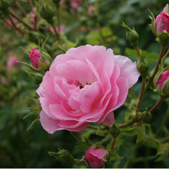 Rose Plant 'Flirt' Full Plants in 3 Litre Pots
