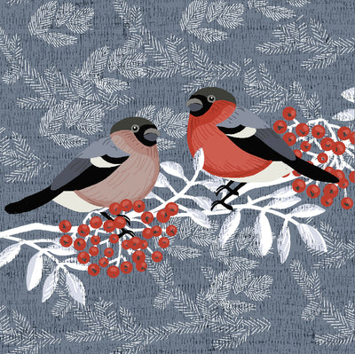 HBD02215 Bullfinch