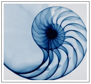 Nautilus Design