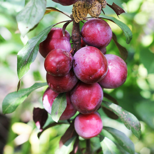 Plum Trees, 'Victoria', Full Plants in 10 Litre Pots
