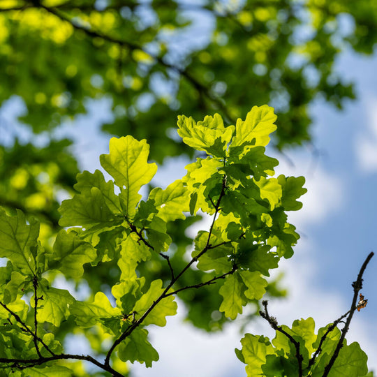 English Oak Trees, Full Plants in 10 Litre Pots