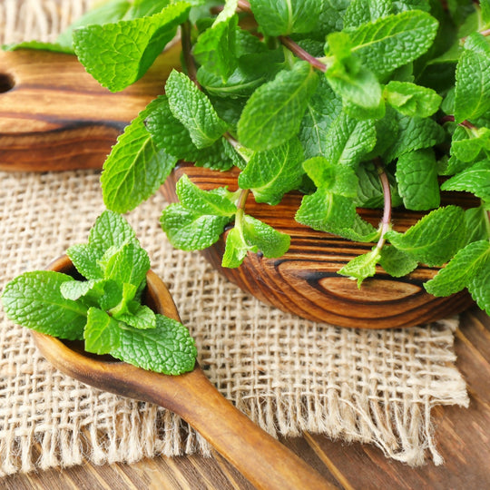 Mint Plants, Garden Mint, Full Plants in 9cm Pots