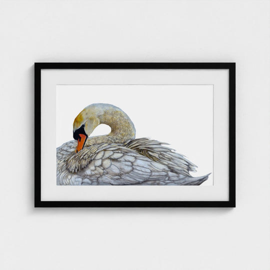 Swan Print