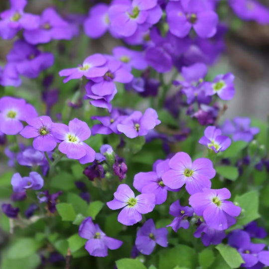 Aubretia Plants, 'Purple', 12 x Full Plant Pack