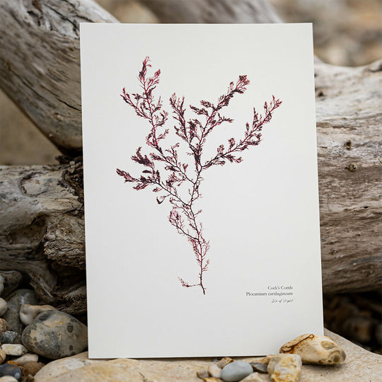 Seaweed Fine Art Print – Cock's Comb
