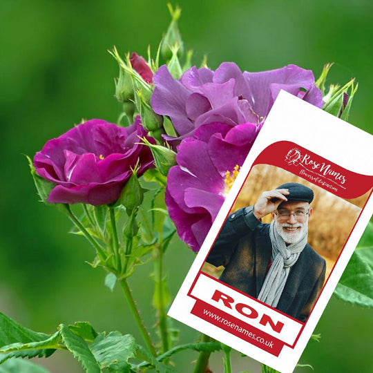 Father's Day Name your own Rose and Bottle of Red Wine