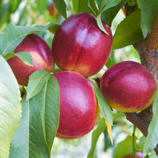 Nectarine Trees, 'Humboldt', Full Plants in 10 Litre Pots