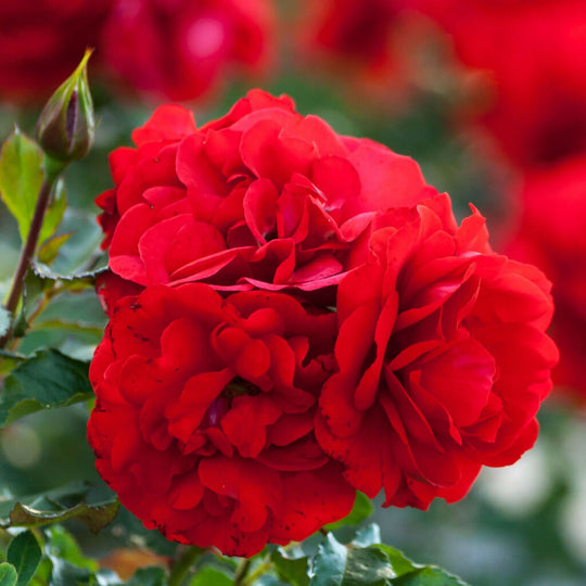 Rose Plant 'Birthday Wishes' Full Plants in 5 Litre Pots