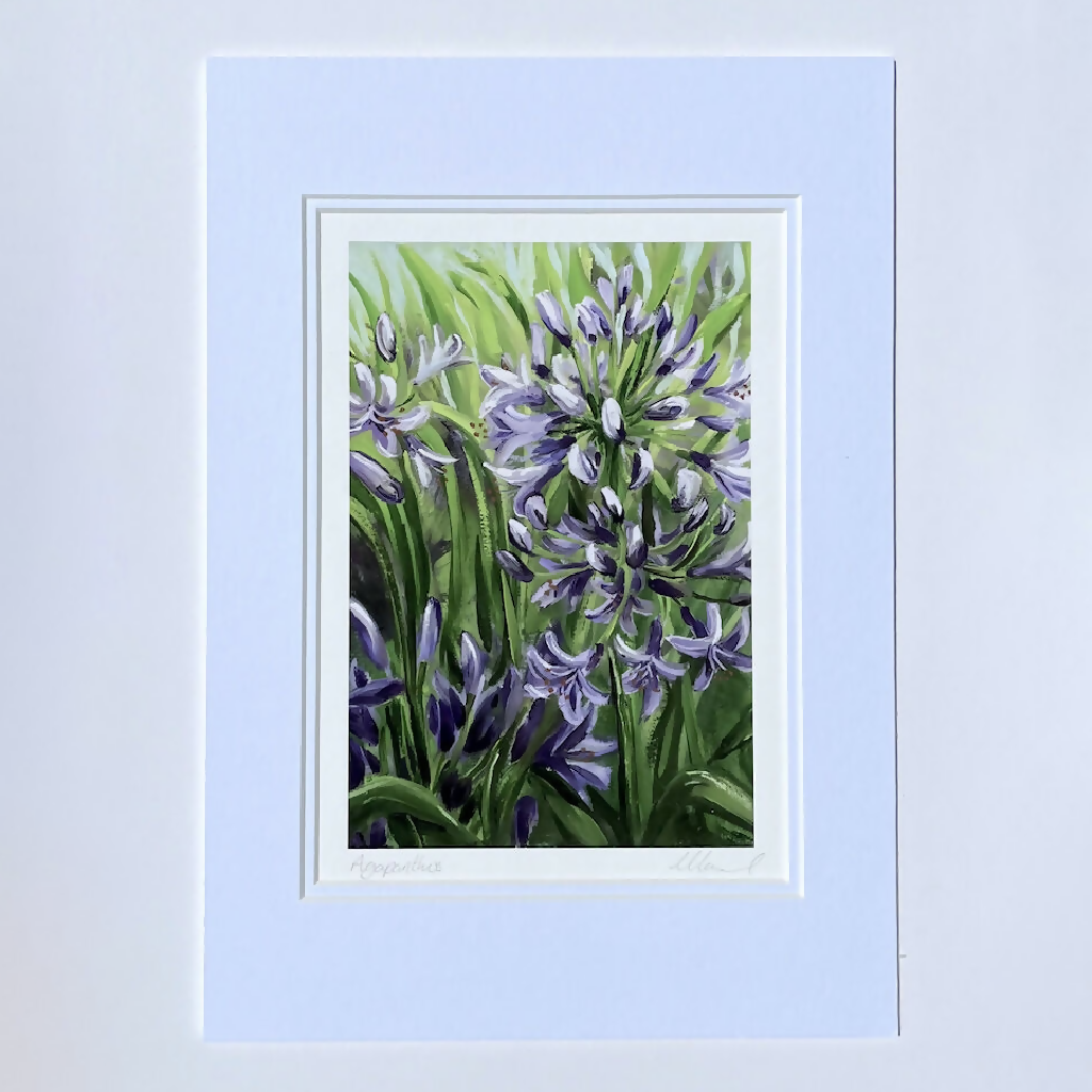 Agapanthus Fine Art Print