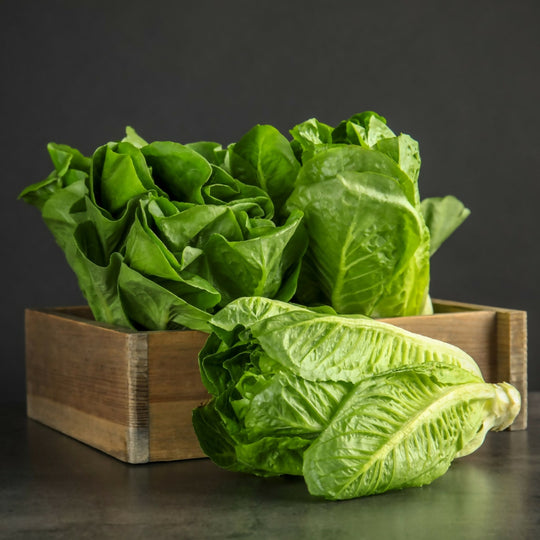 Lettuce Plants, 'Cos', 12 x Full Plant Pack